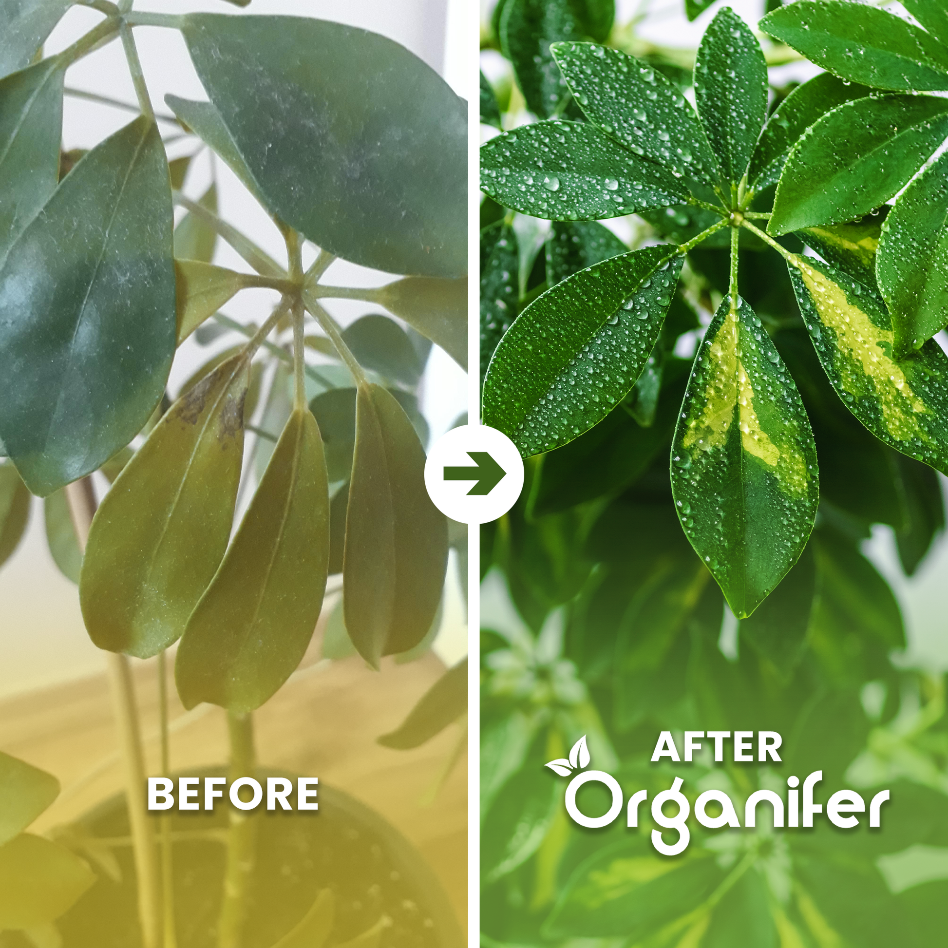 organifer-schefflera-liquid-fertiliser-before_after
