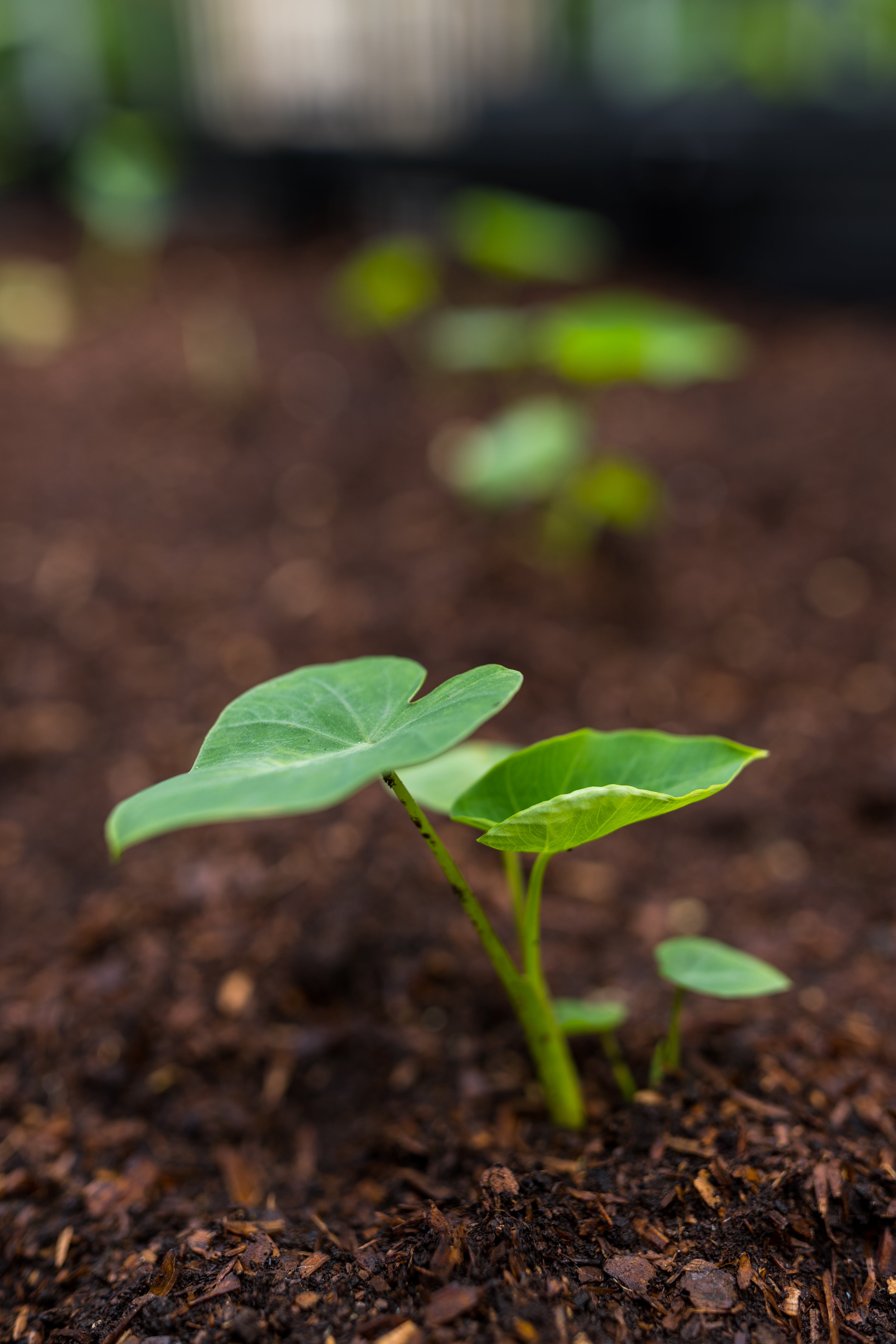 Vinasse-Free Organic Formula