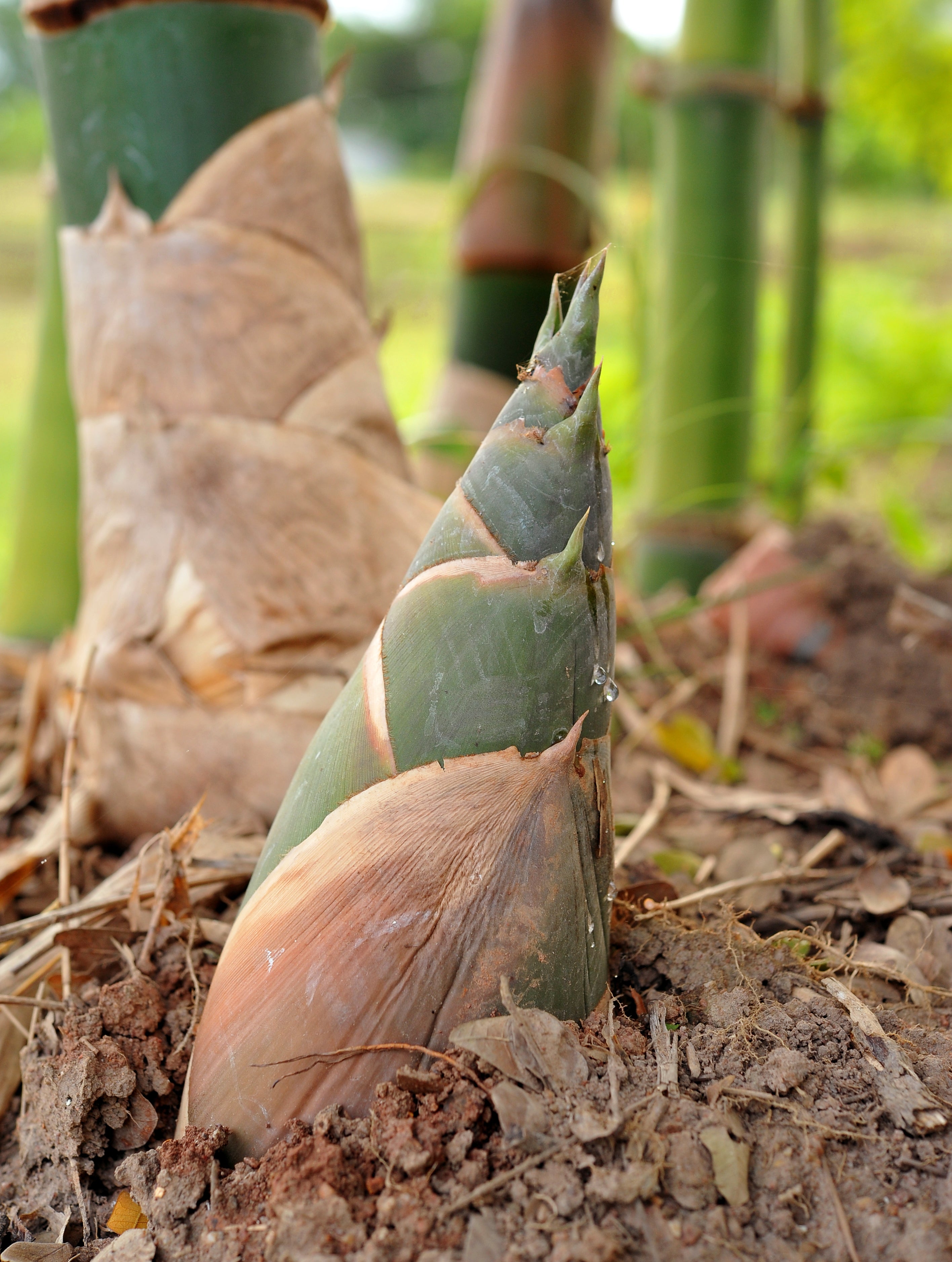 Strong Root and Rhizome Development