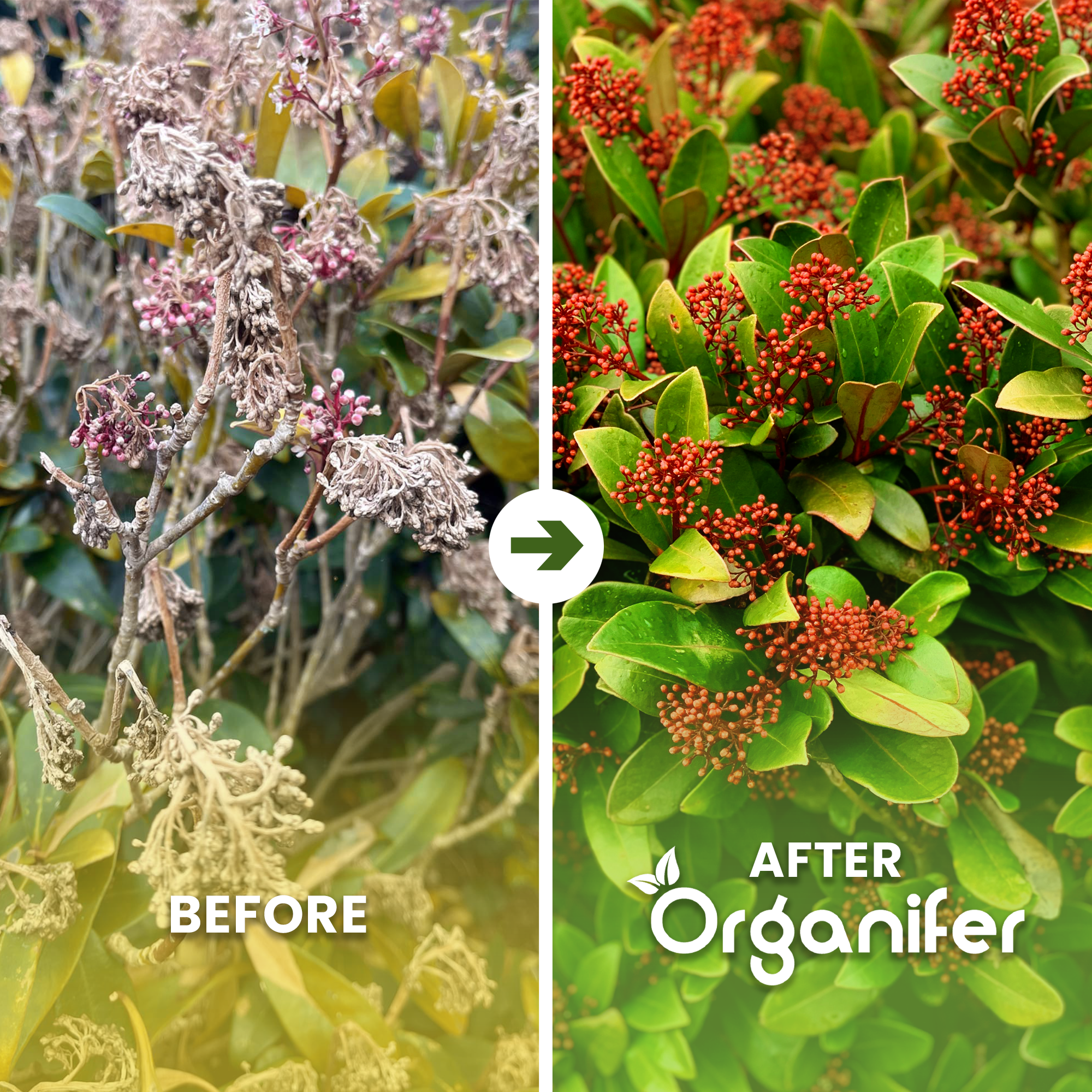 organifer-skimmia-lquid-fertiliser-1-lbefore_after