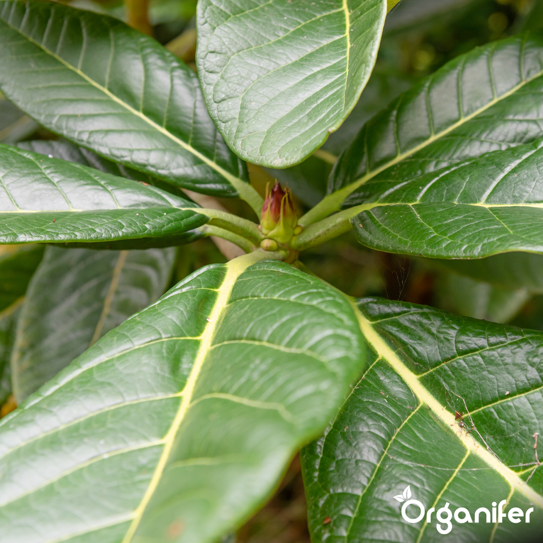 organifer-spit_palm-fertiliser