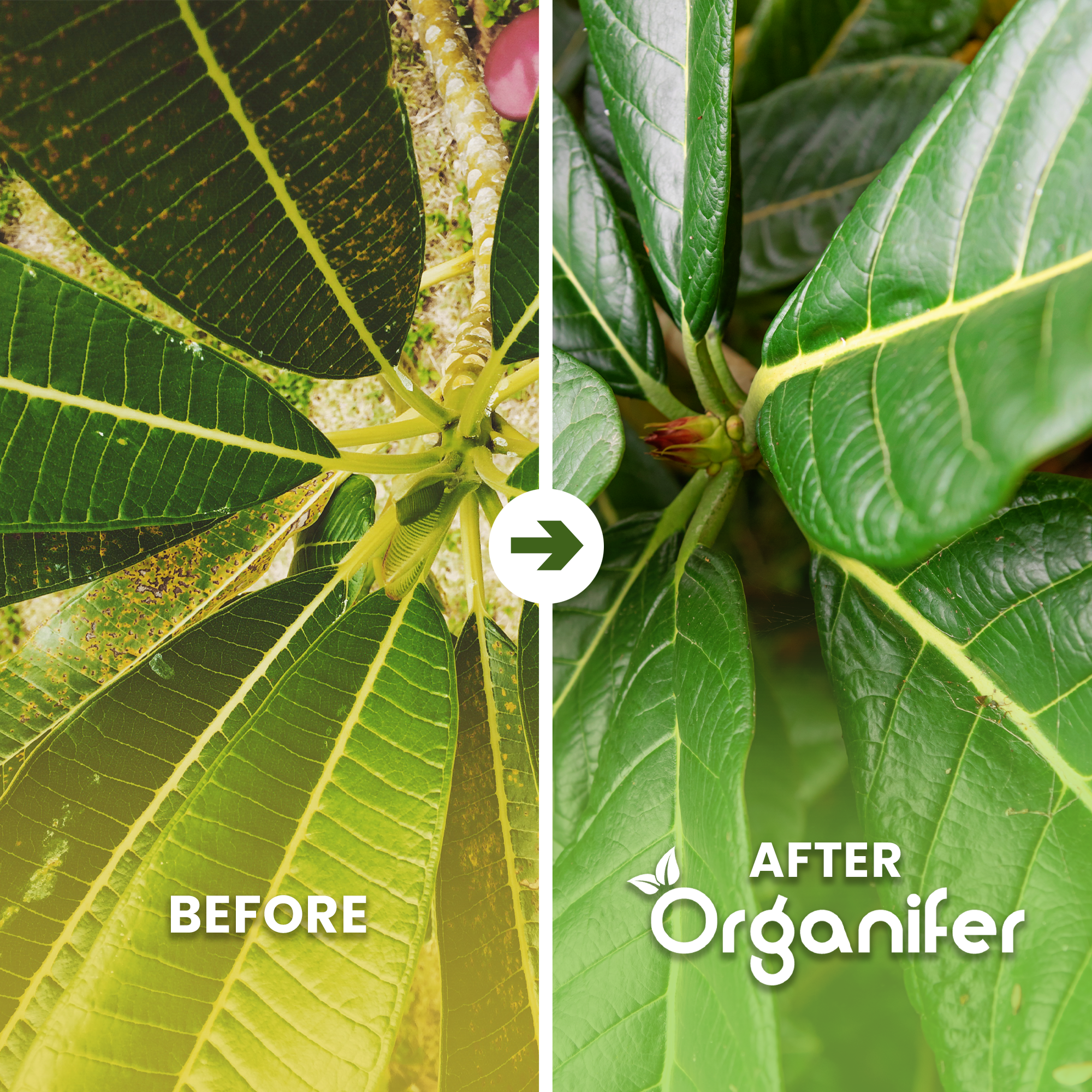 organifer-spit-palm-liquid-fertiliser-before_after_english