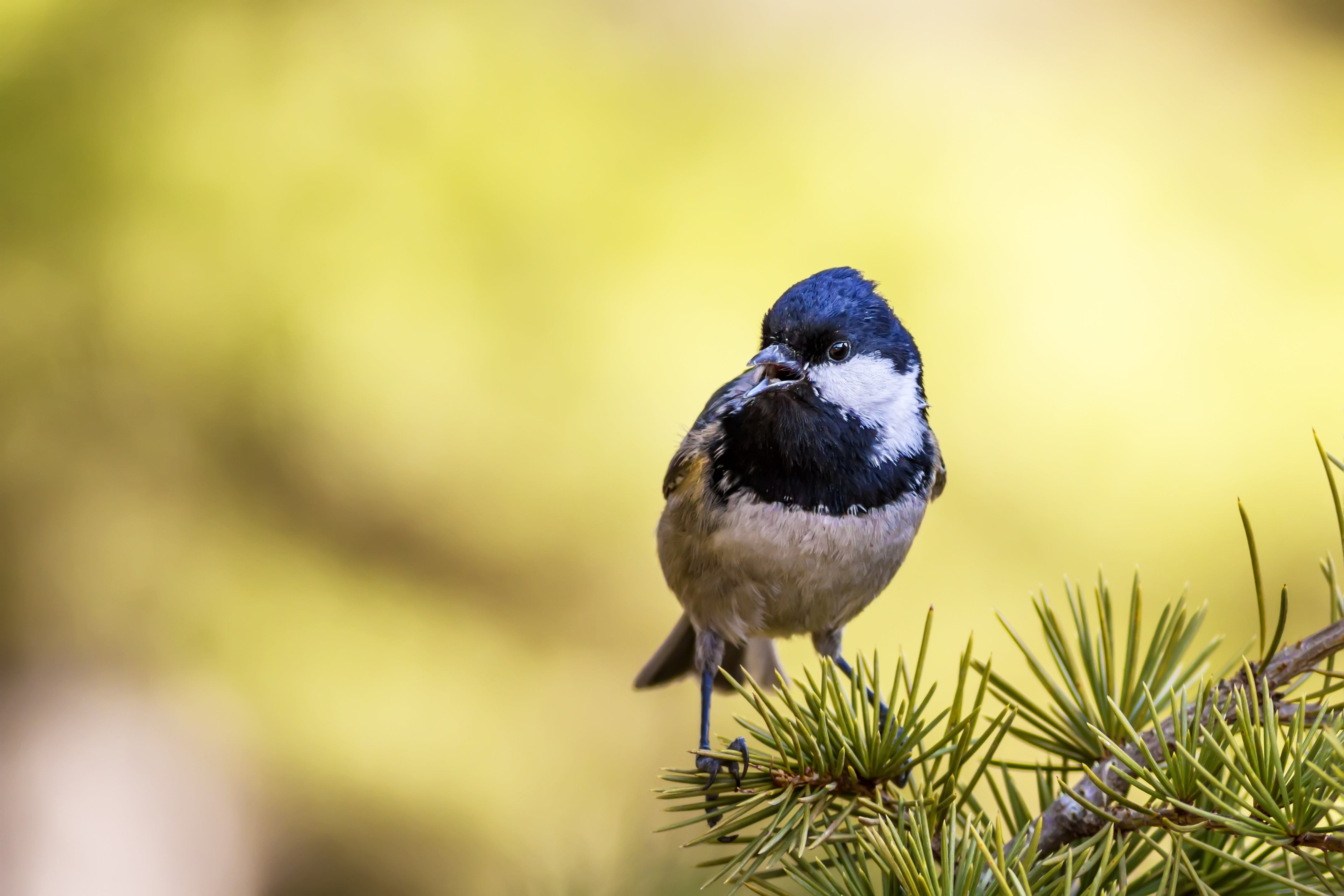 Supports Health & Natural Vitality