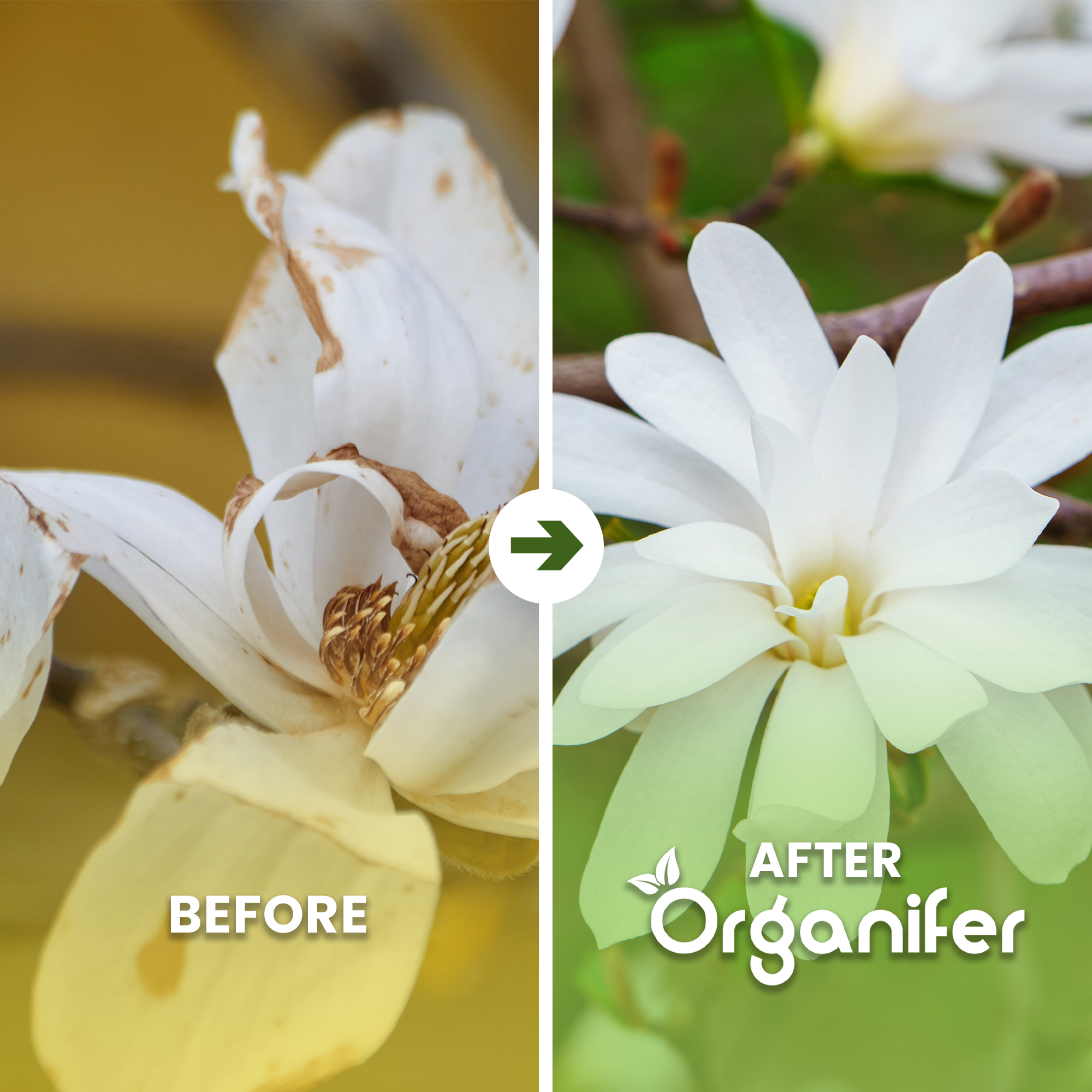 organifer-star-magnolia-liquid-fertiliser