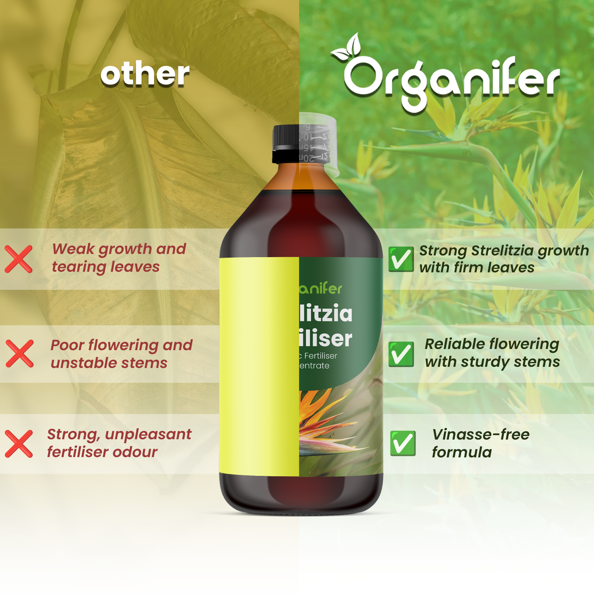 organifer-strelitzia_comparison_english