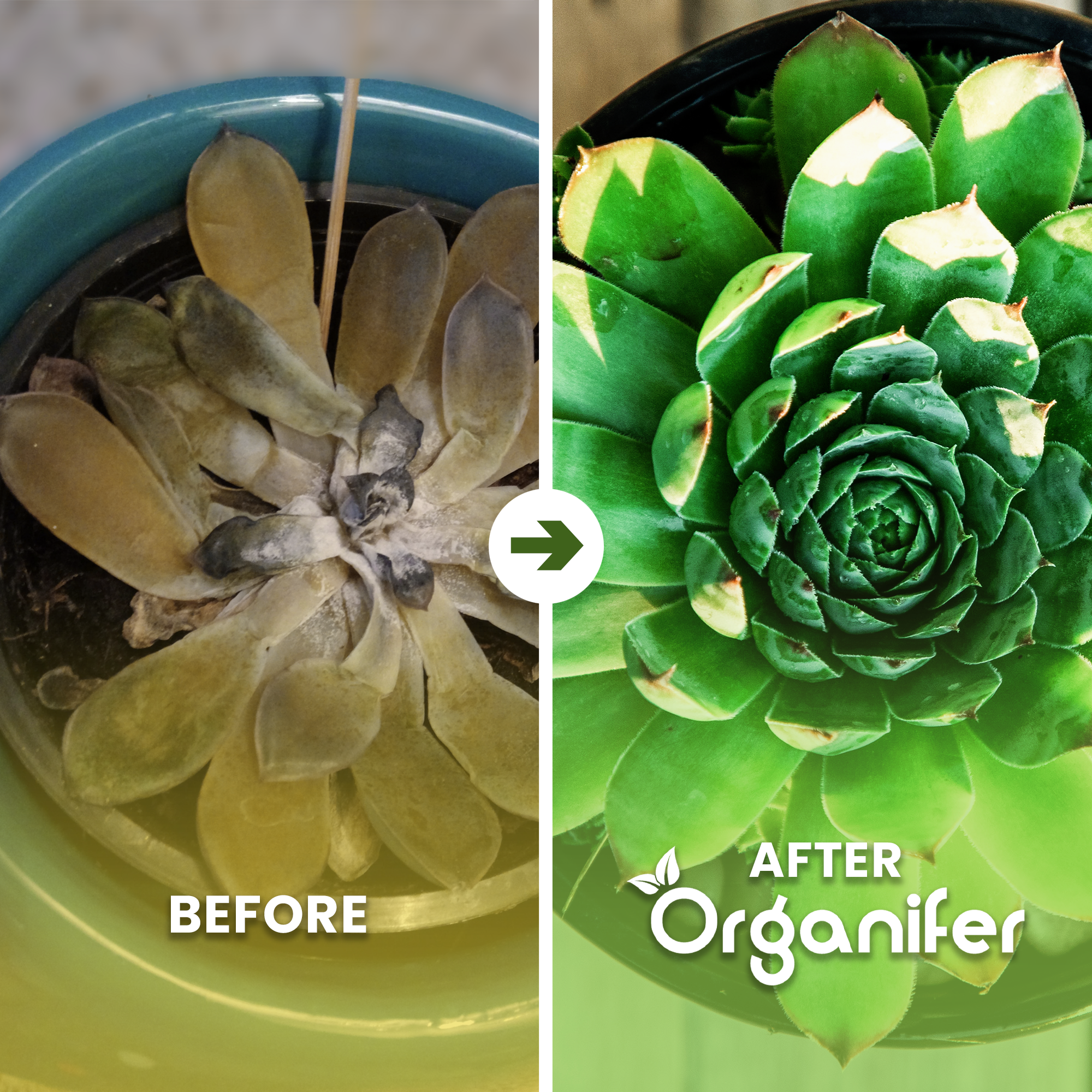 organifer-succulenti-liquid-fertiliser-1l-before_after