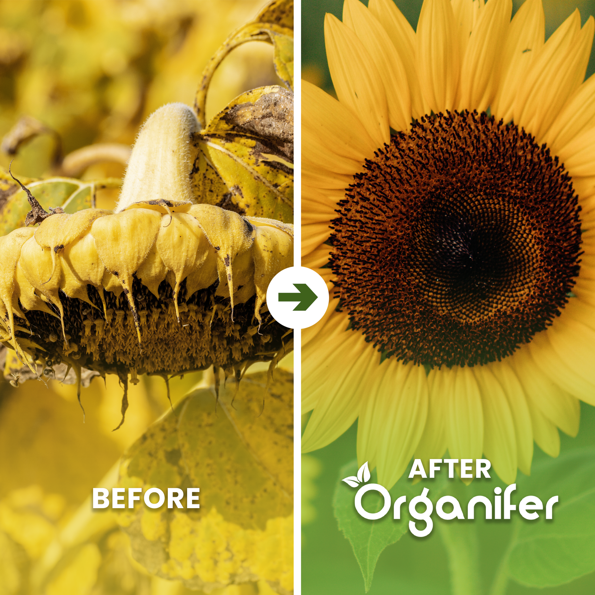 organifer-sunflower-liqui-fertiliser-before_after