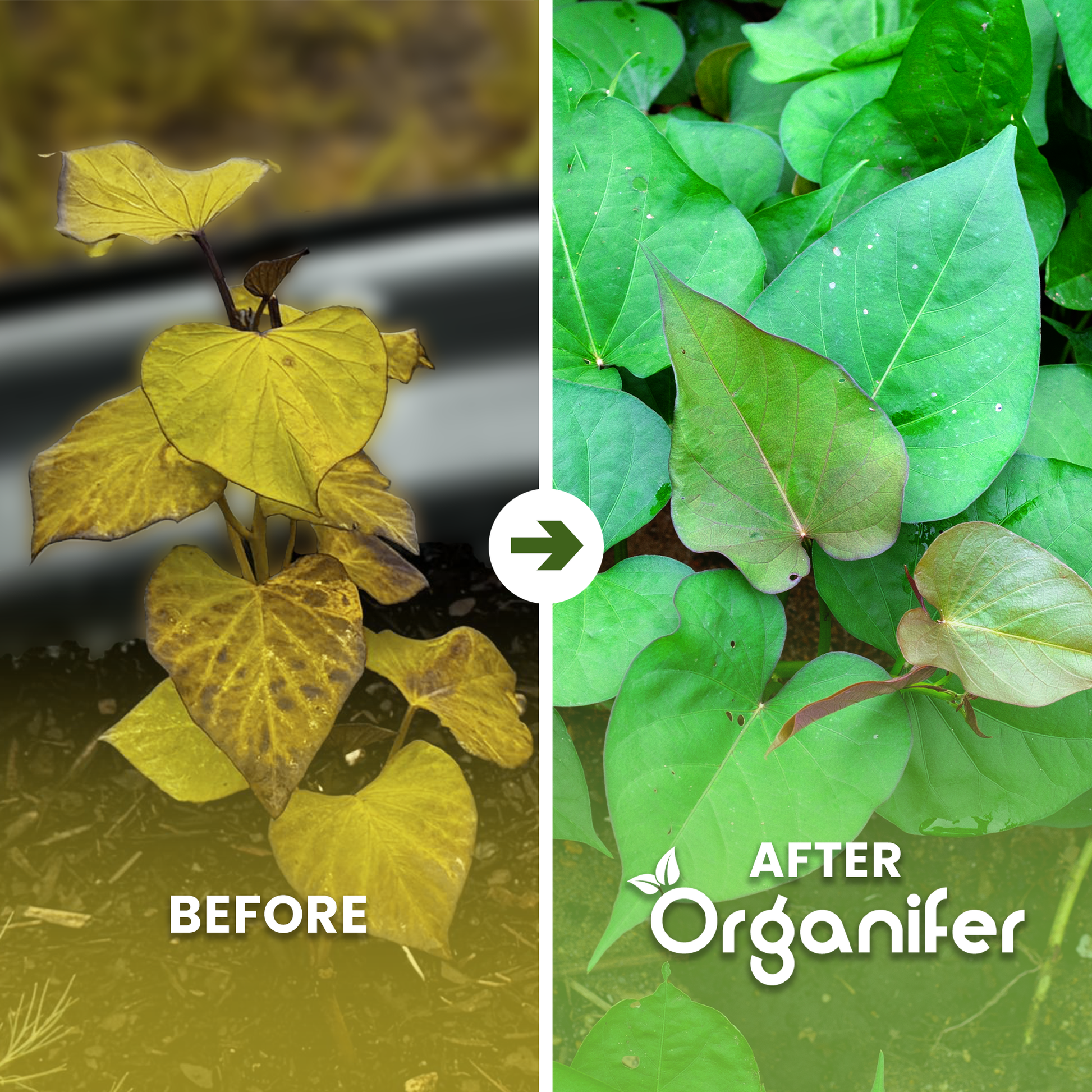 organifer-sweet-potato-liquid-fertiliser-before_after