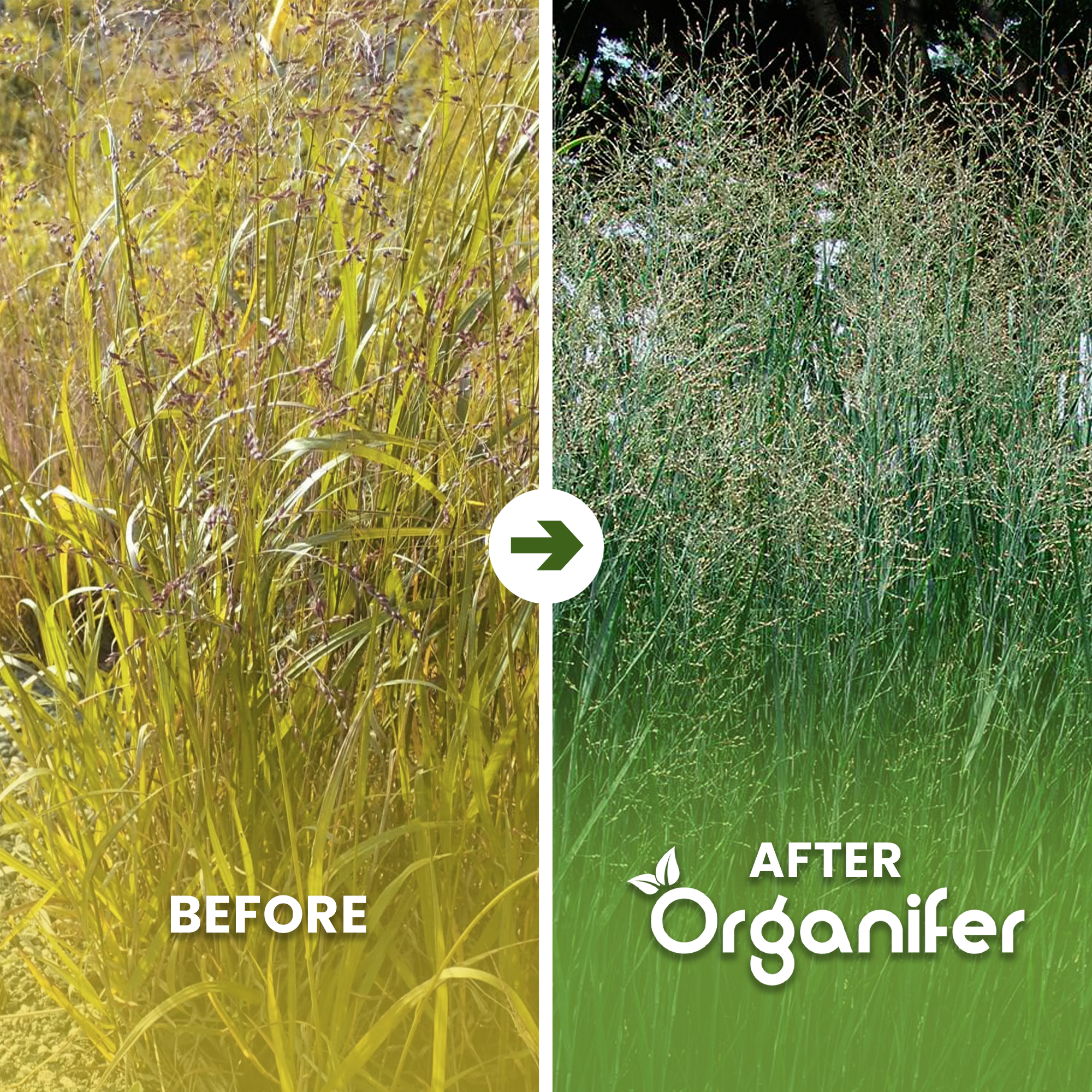 organifer-switchgrass_before_after_english