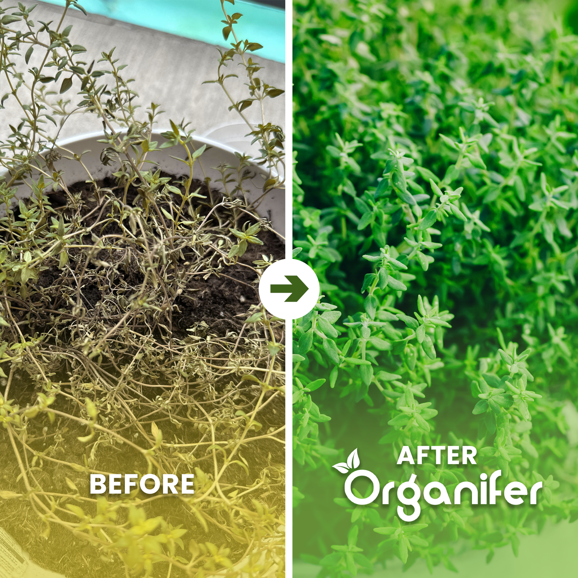 organifer-thyme-liquid-fertiliser-before-after