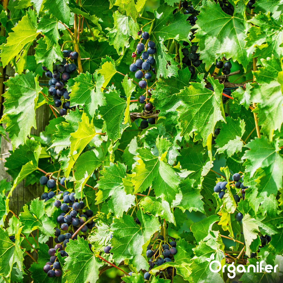 organifer-vine-and-wild-vine-liquid-fertiliser