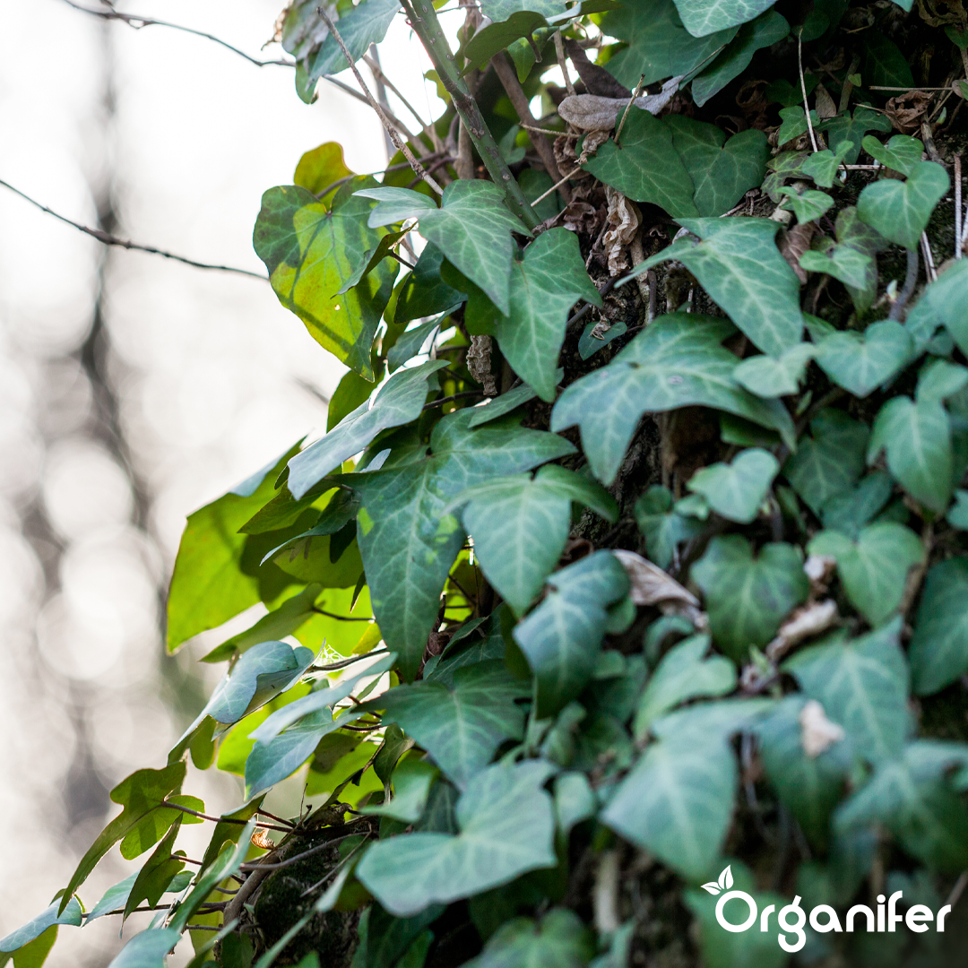 organifer-vine-and-wild-vine-liquid-fertiliser