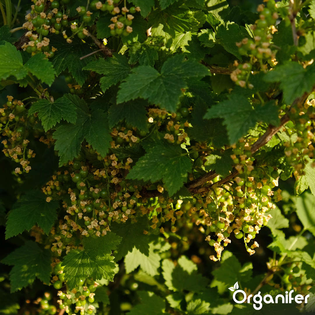 organifer-vine-and-wild-vine-liquid-fertiliser