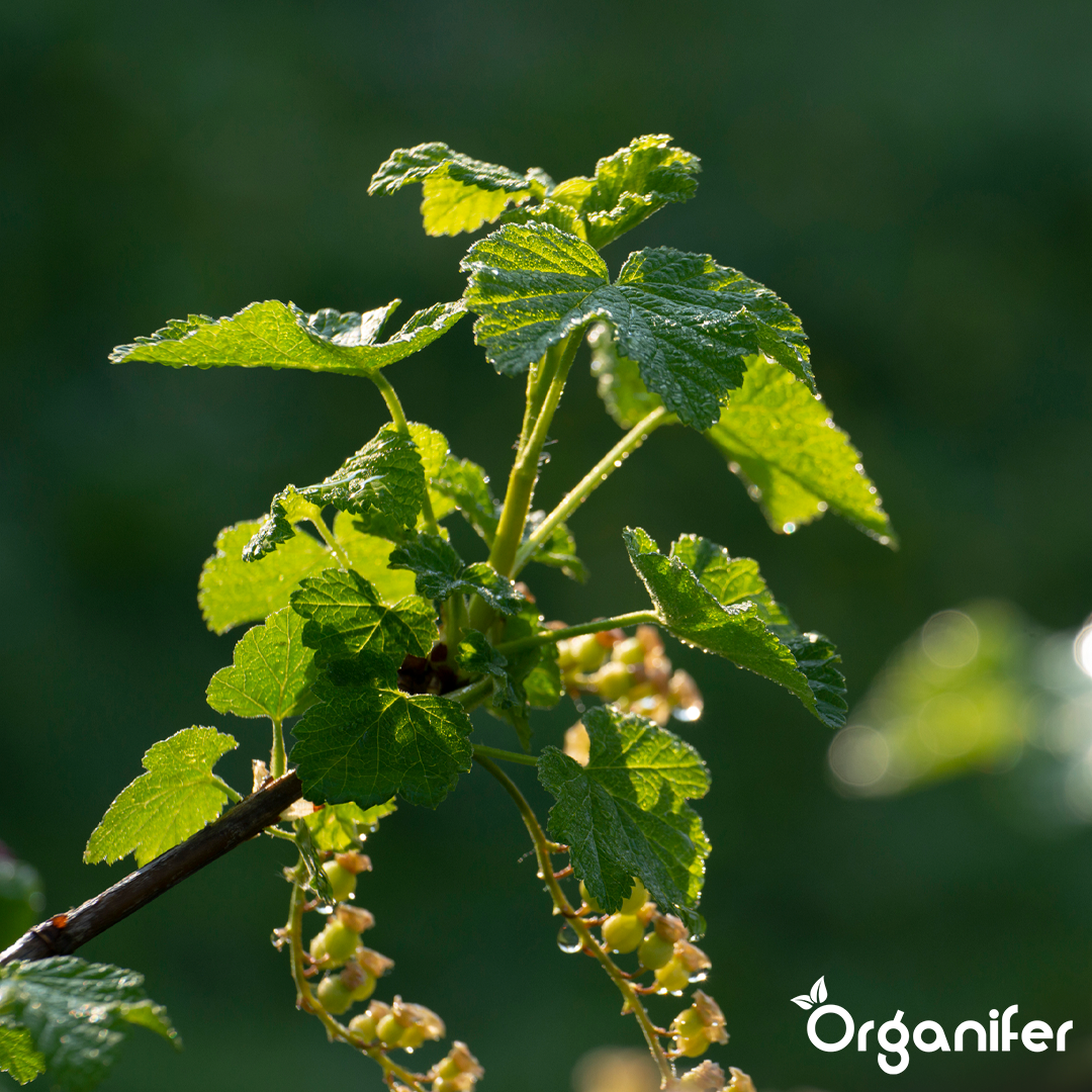 organifer-vine-and-wild-vine-liquid-fertiliser