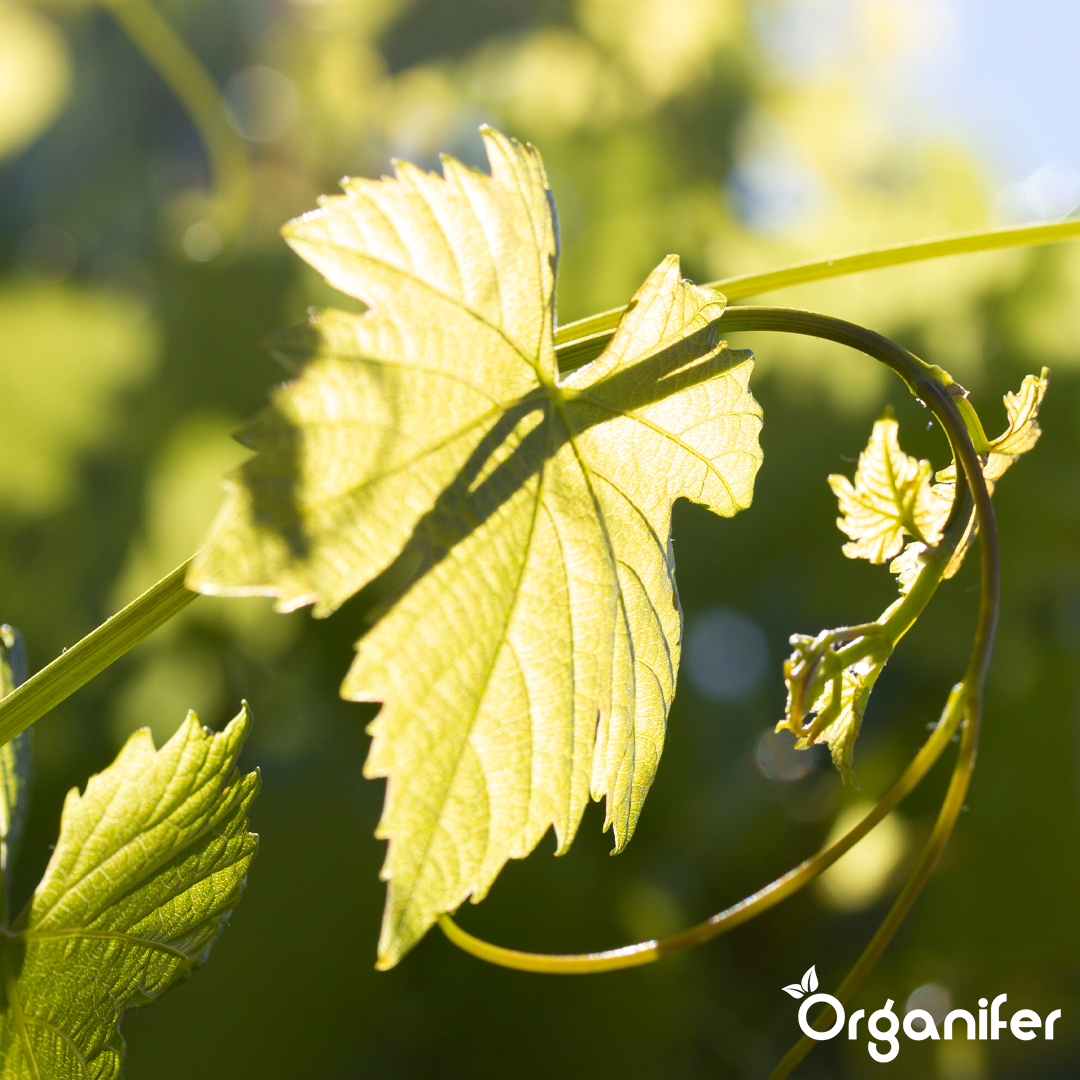 organifer-vine-and-wild-vine-liquid-fertiliser