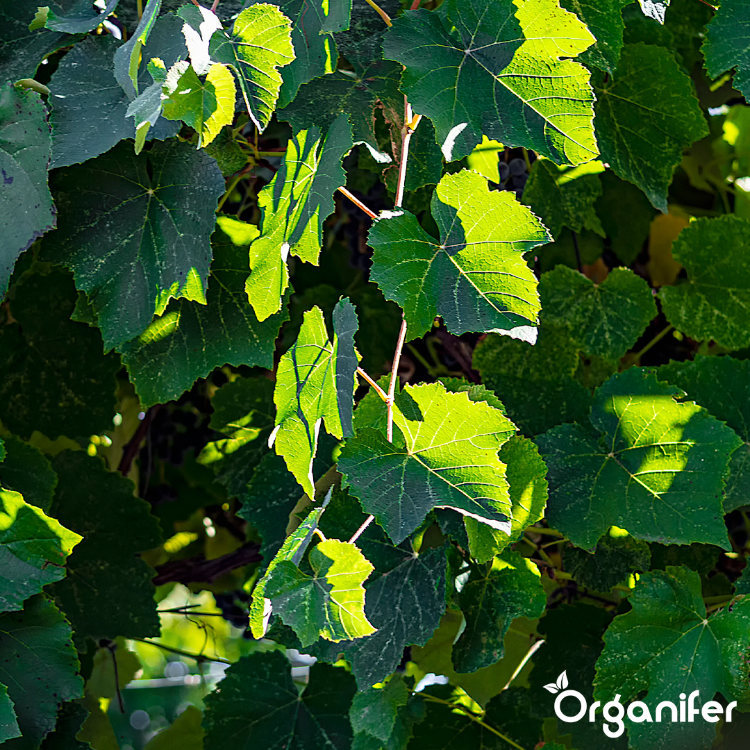 organifer-vine-and-wild-vine-liquid-fertiliser