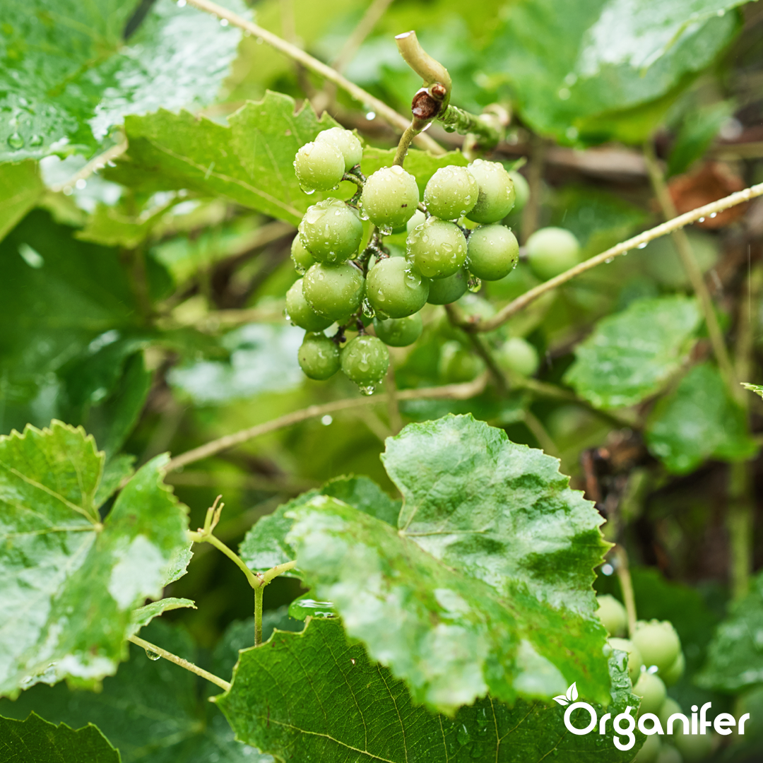 organifer-vine-and-wild-vine-liquid-fertiliser
