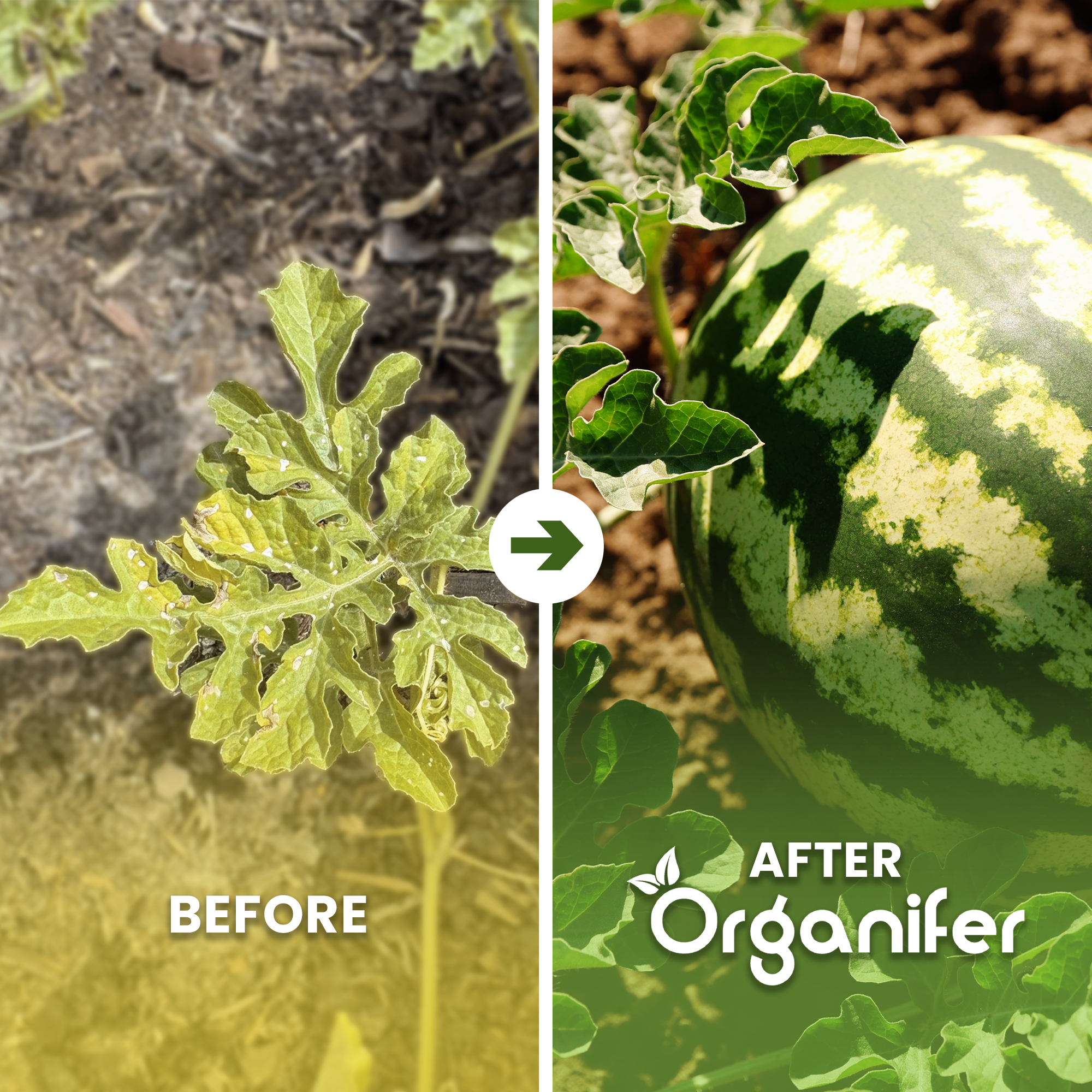 organifer-watermelon-liquid-fertiliser-before-after