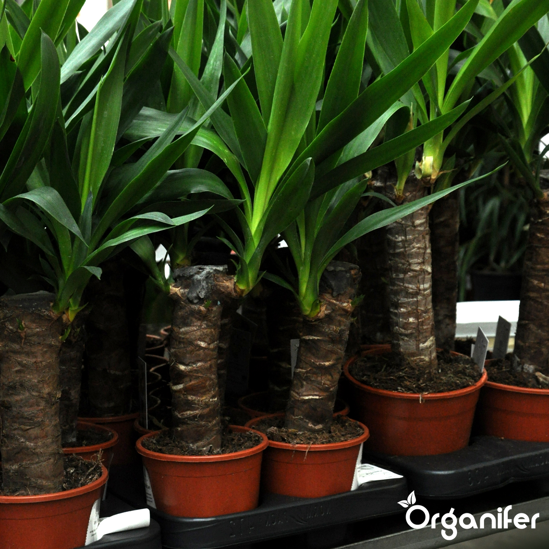 Tekuće gnojivo za palme juke