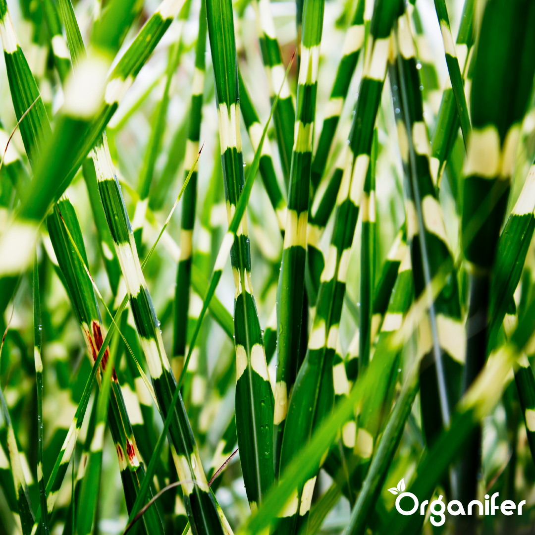 organifer-zebra_grass