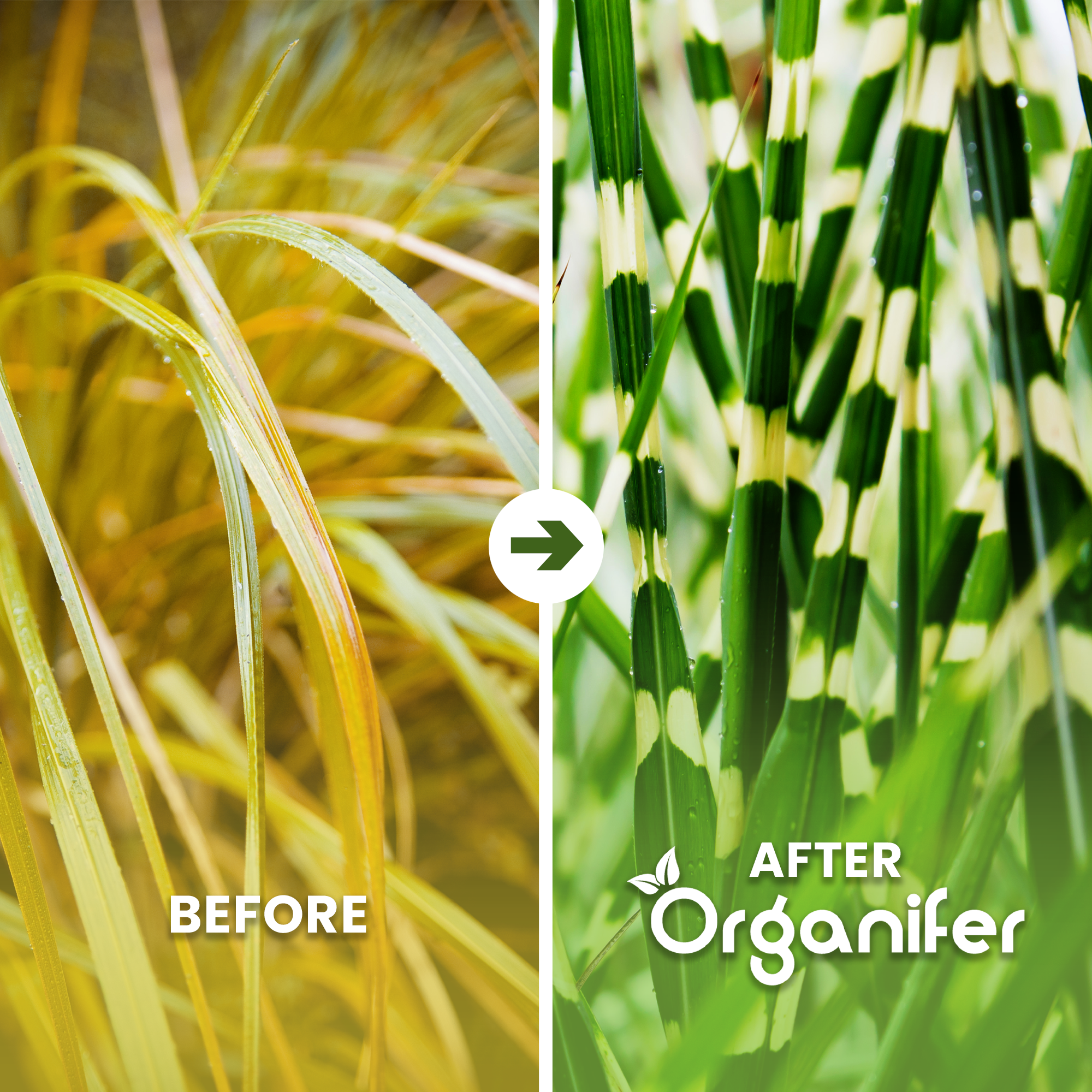 organifer-zebra_grass_before_after_english
