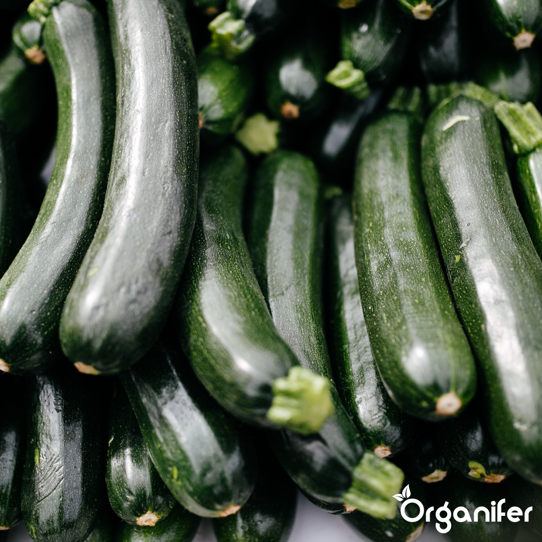 zuorganifer-zucchini-liquid-fertiliser_6