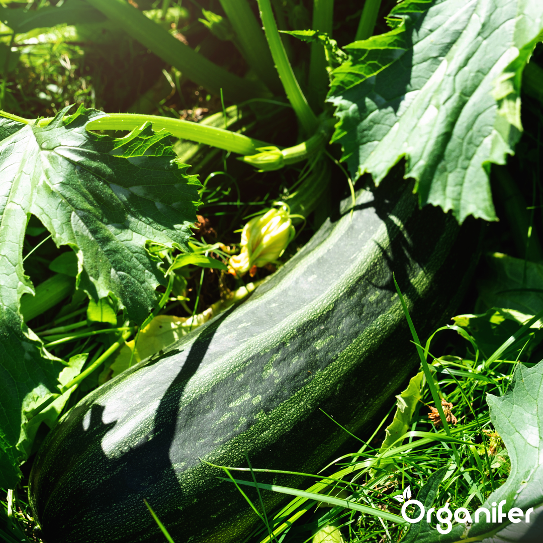 organifer-zuorganifer-zucchini-liquid-fertiliser